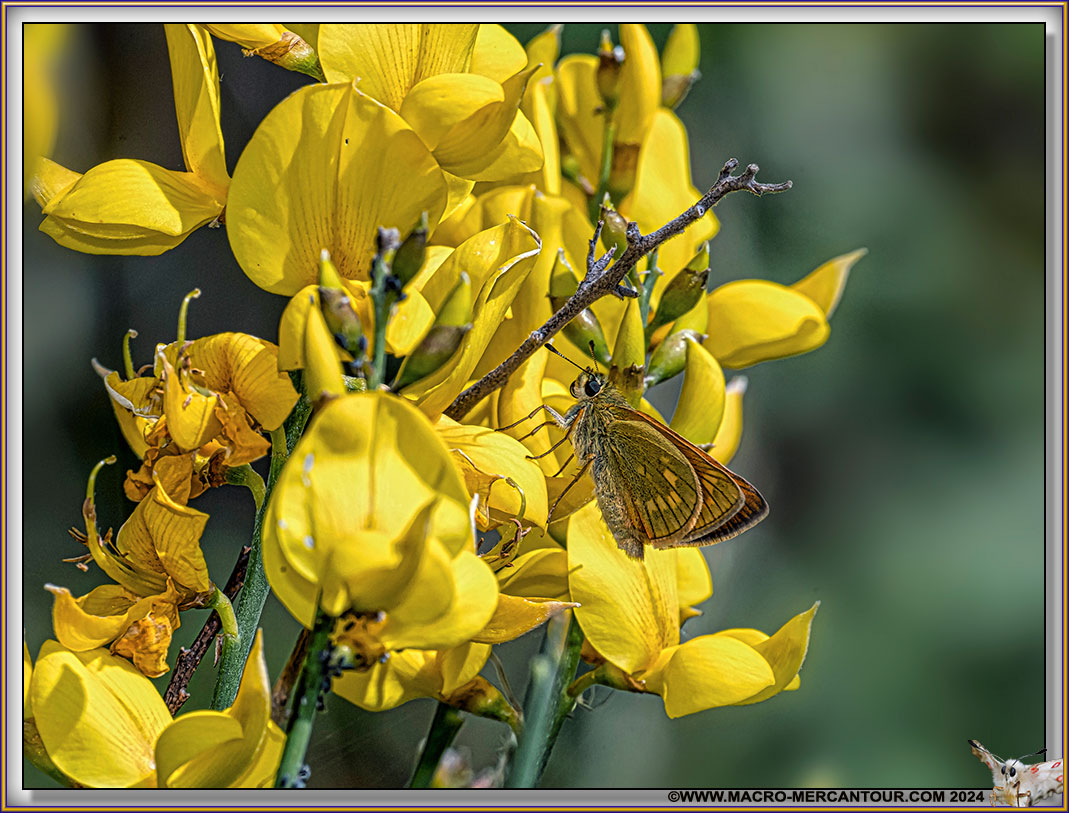 Sylvaine (Hesperiidae)